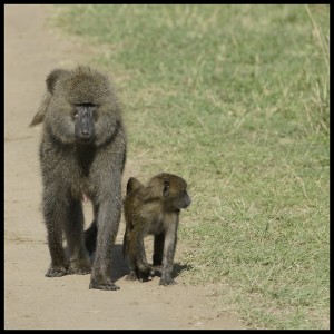 Guinea Baboon