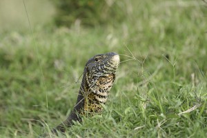 Monitor lizard - Copyright (C) 2008 Yves Roumazeilles