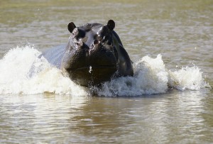 Hippopotame