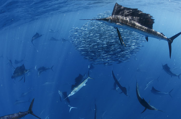 Pêche à la sardine, conseils du pro