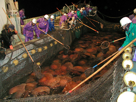 jellyfish-harvest-break-nets_big_2