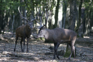 Two red deers