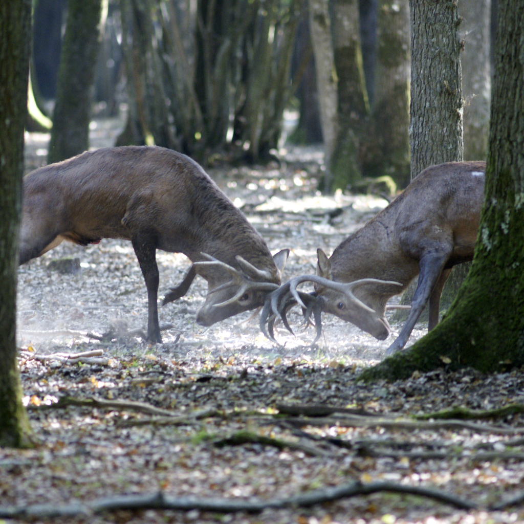 Brâme à Rambouillet (cerfs élaphes)