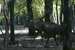 Two red deers