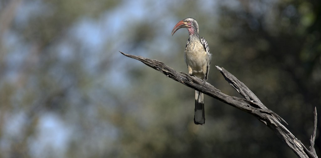 Red-billed hornbill, Calao à bec rouge