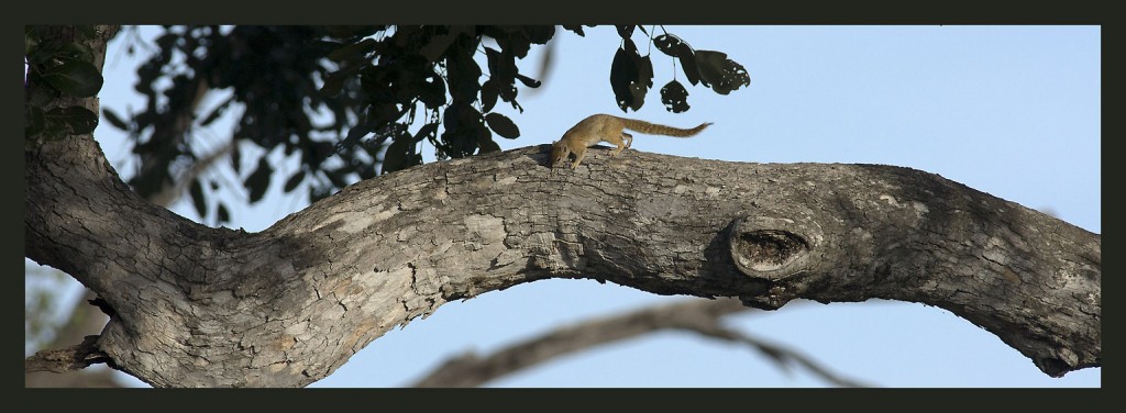 Squirrel, écureuil