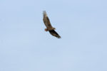 Bateleur Eagle - Copyright (C) Y.Roumazeilles