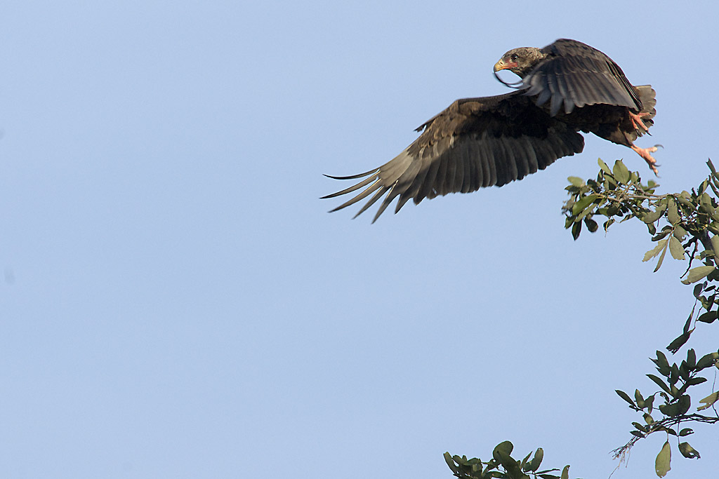 Bateleurs des savanes (aigles), en vol