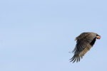 Bateleur des savanes - Copyright (C) Y.Roumazeilles