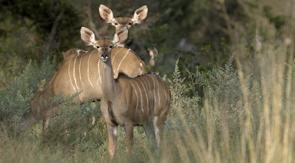 Greater kudu - Females