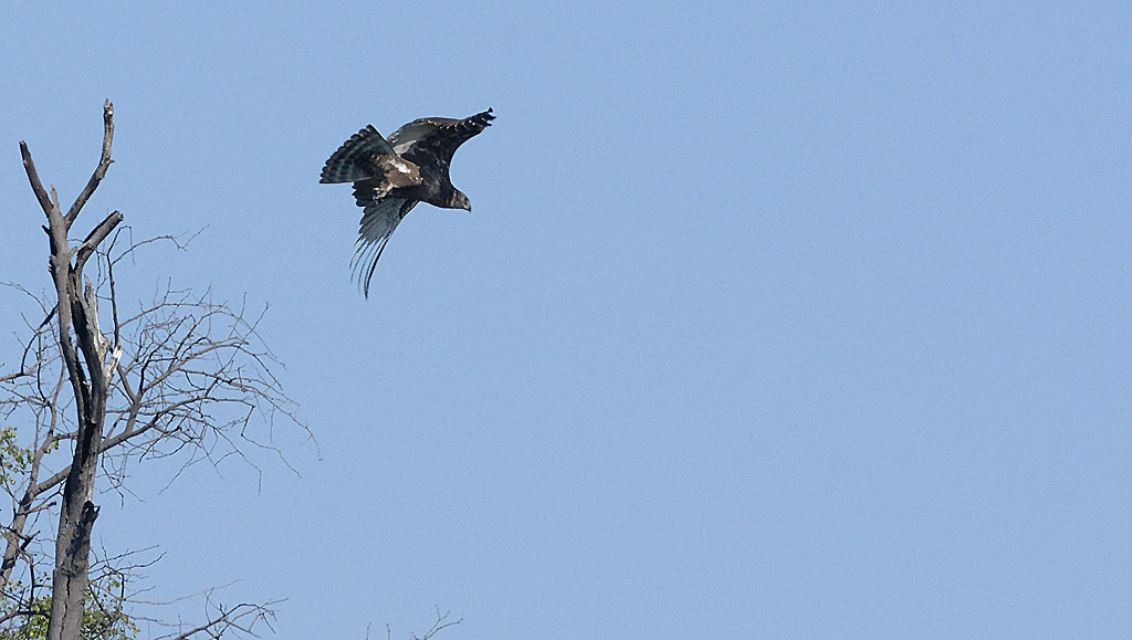 Aigle au décollage