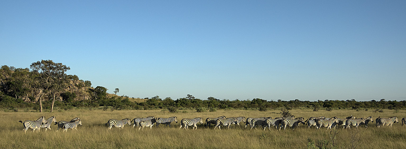 Zèbres sur la savane