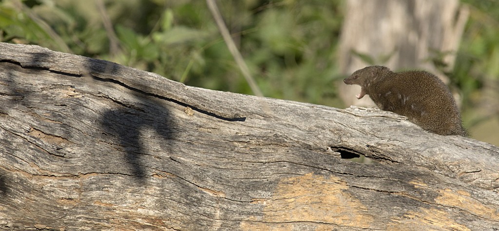 Mongoose, yawning