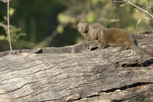 Mongooses