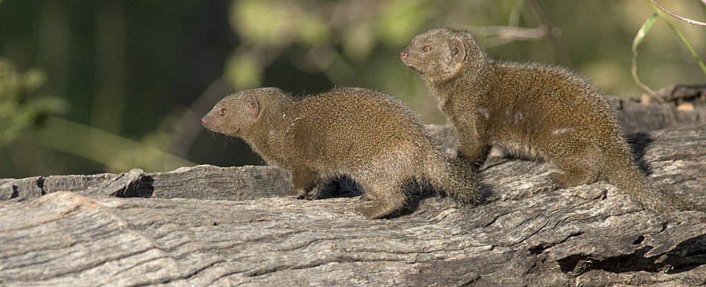 Mongooses