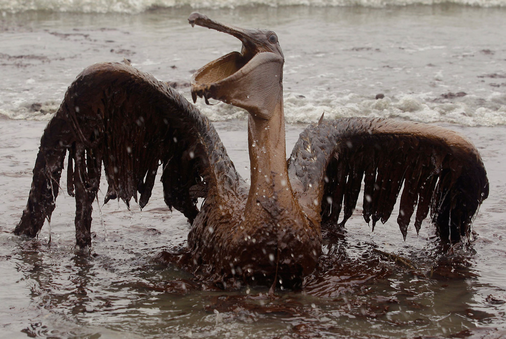 Louisiane, photos d’oiseaux