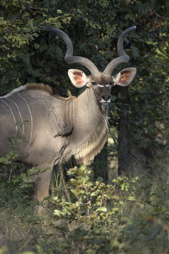 _DSC0092w - Greater kudu Greater kudu
