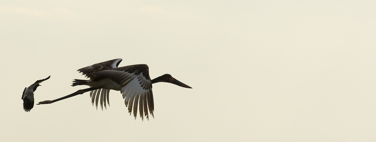 Jabiru