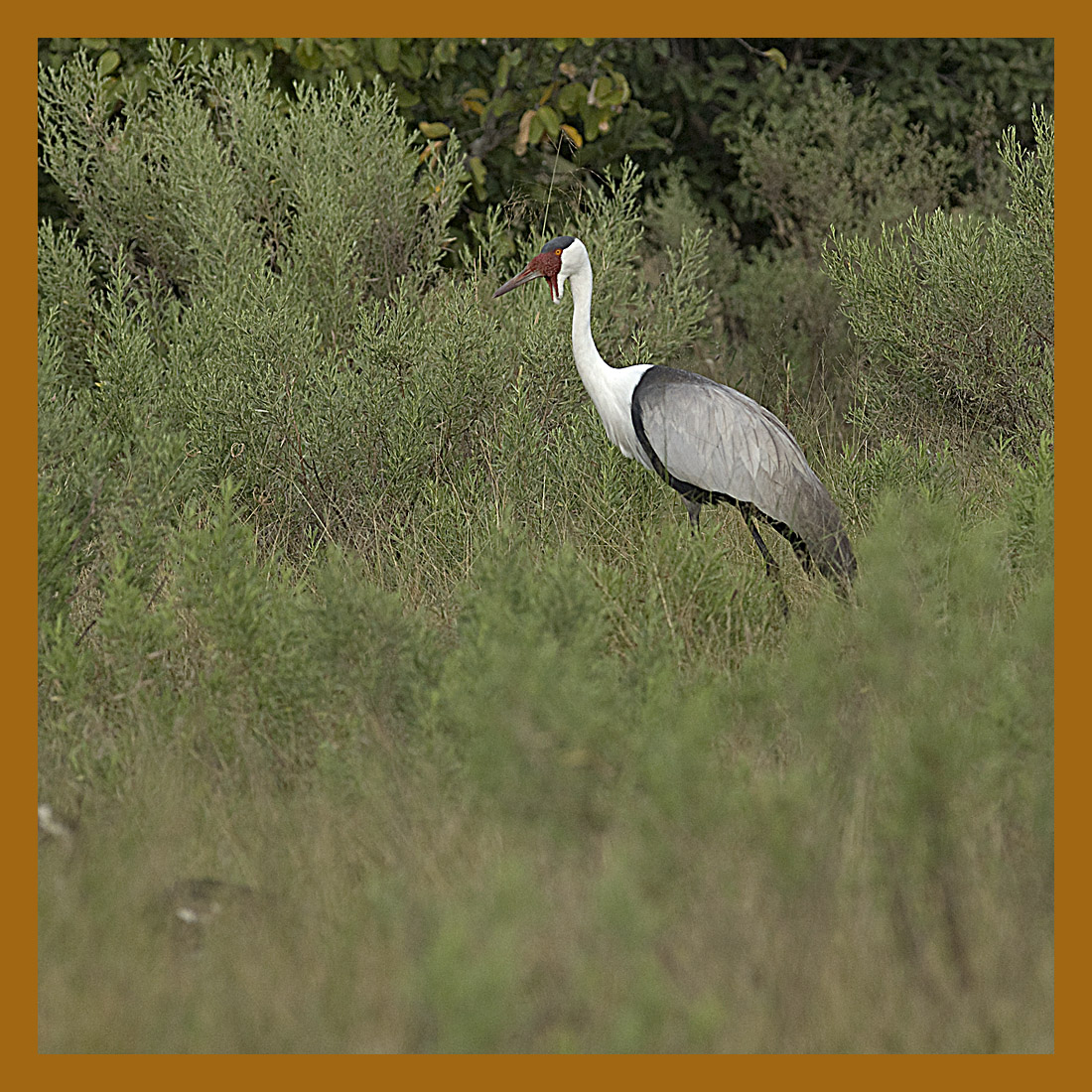 Grue caronculée