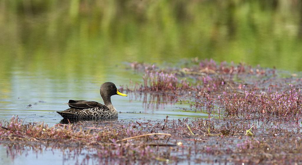 Canard à bec jaune