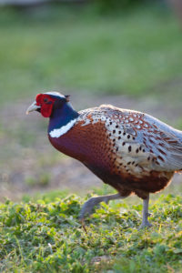 Common Pheasant