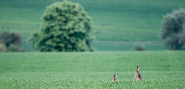 Hares