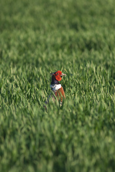 Common Pheasant