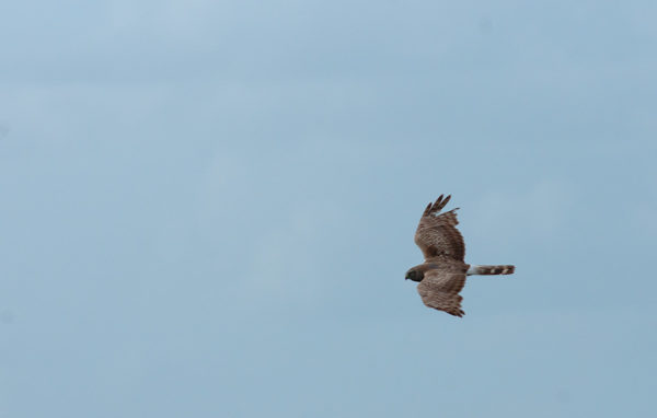 Common Kestrel