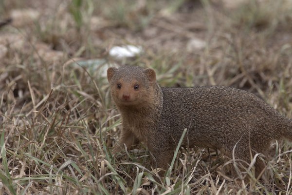 Ruddy mongoose