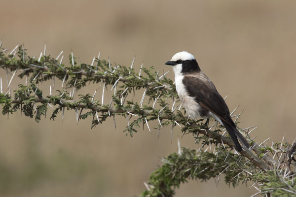 Seronera, Tanzanie