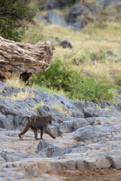 Baboons