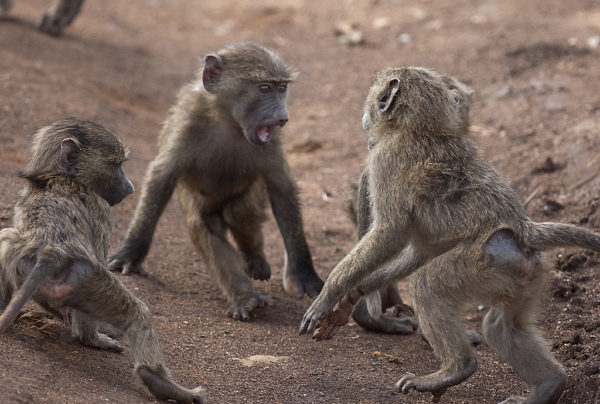 Baboons