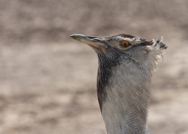 Kori Bustard