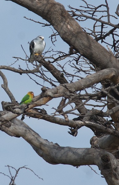 Fauconnet d'Afrique