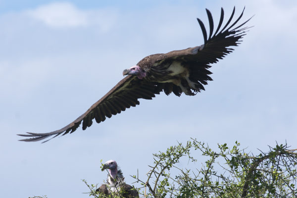 Lappet-faced Vulture, flying