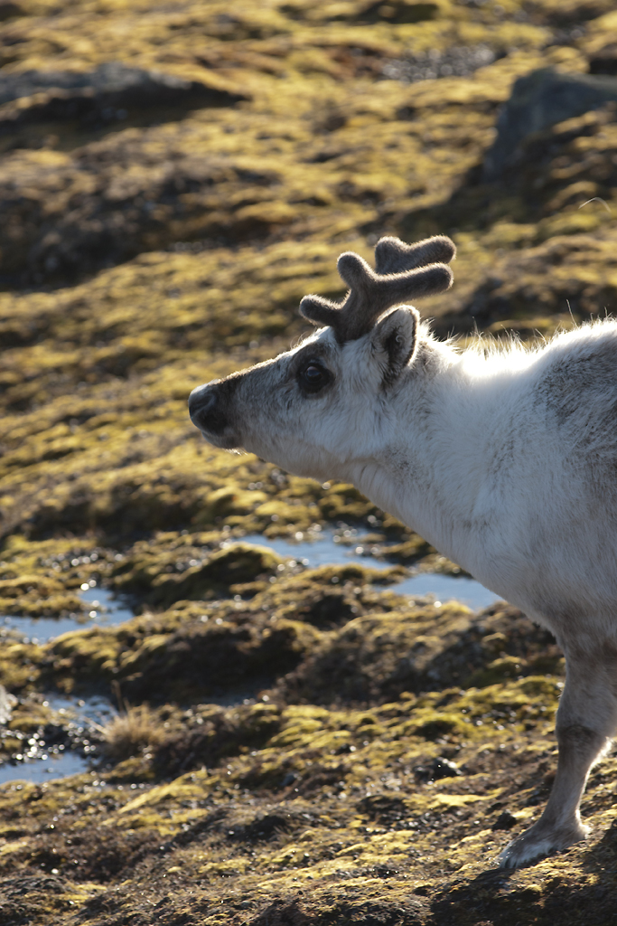 Rennes du Svalbard