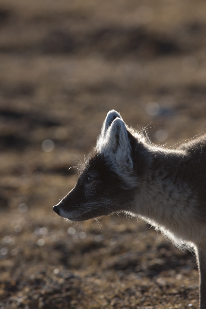 Renard arctique