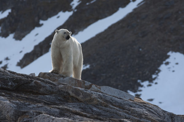 Polar bear