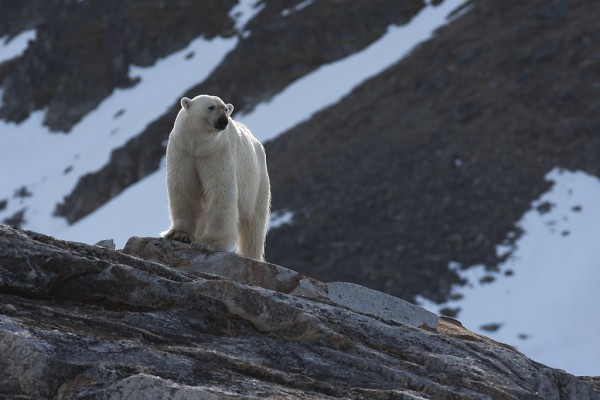 Ours blanc