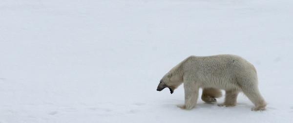 Ours polaire