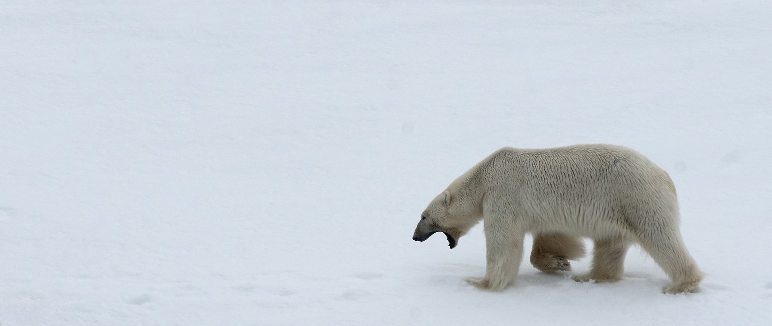 Ours blanc, le roi du Svalbard