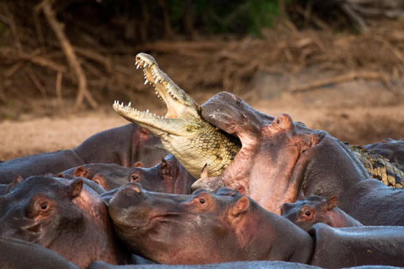 Un croco trop entreprenant