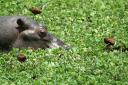 Félins de Mara – Hippopotames