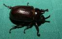 Un scarabée du Kenya – pour Arthur
