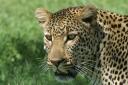 Félins de Mara – Le léopard