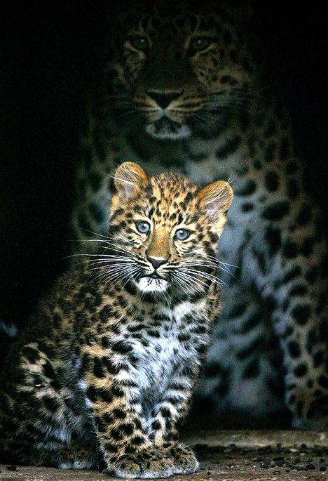 Gros chaton : léopard de l’Amour