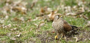 Photos d’oiseaux à Vincennes