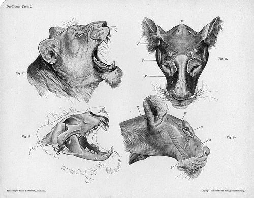 Manuel d’anatomie animale (lions, etc.)