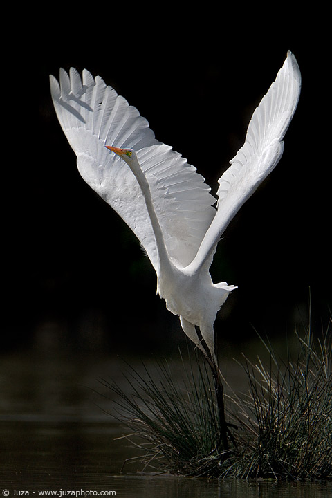 Photos d’oiseau par Juza