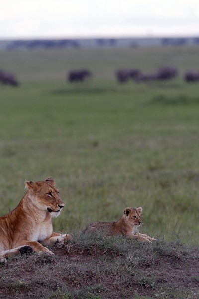 Lionne et lionceau